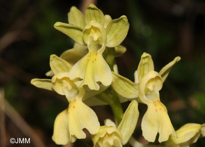 Orchis provincialis