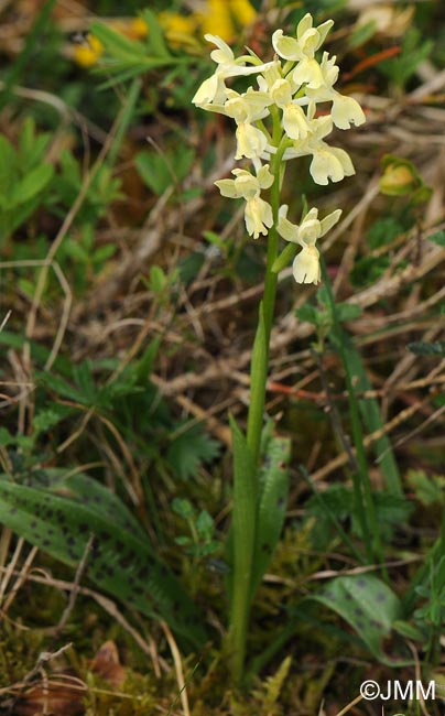 Orchis provincialis