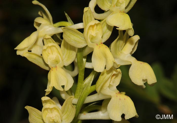 Orchis provincialis