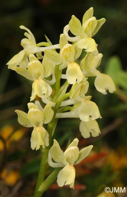 Orchis provincialis