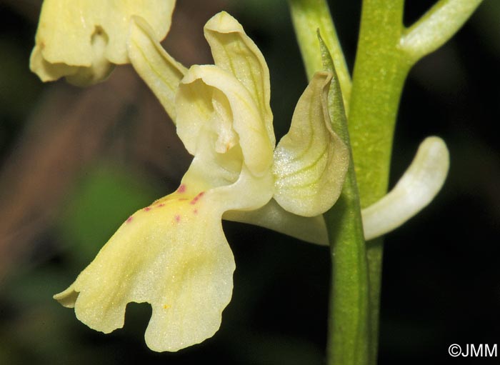 Orchis provincialis