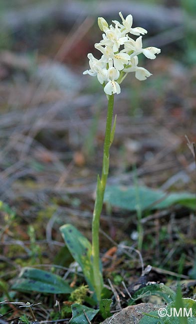 Orchis provincialis