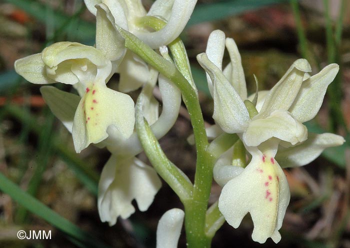 Orchis provincialis