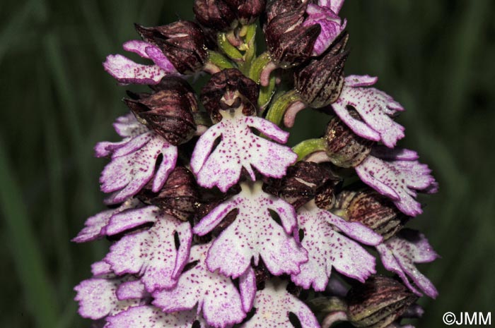 Orchis purpurea