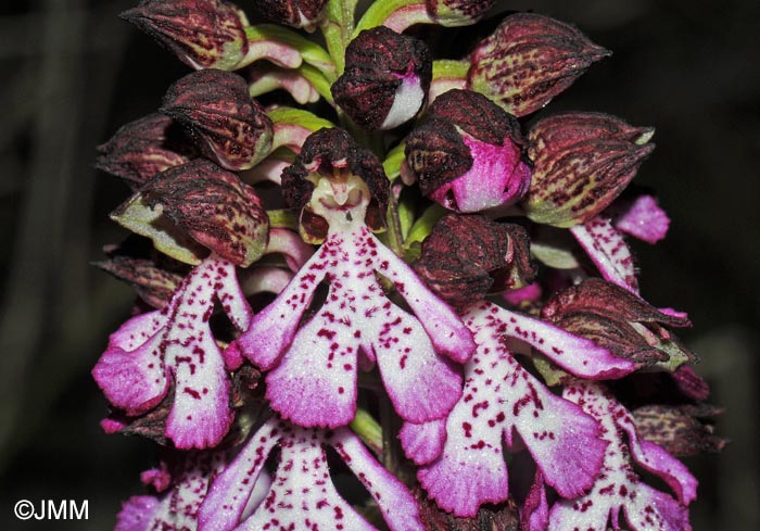 Orchis purpurea