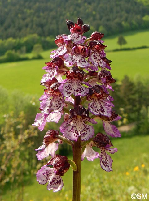 Orchis purpurea