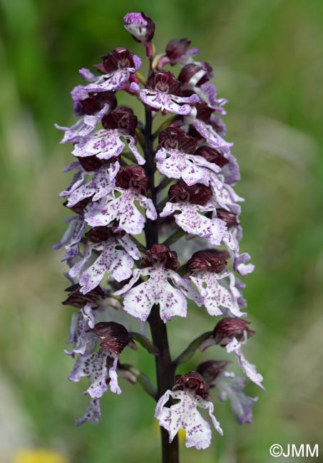 Orchis purpurea