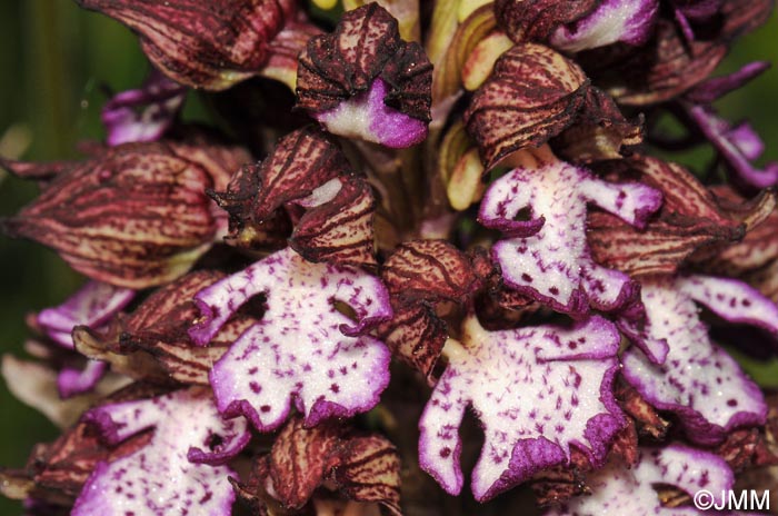 Orchis purpurea