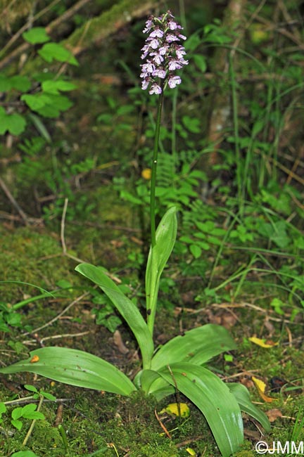 Orchis purpurea