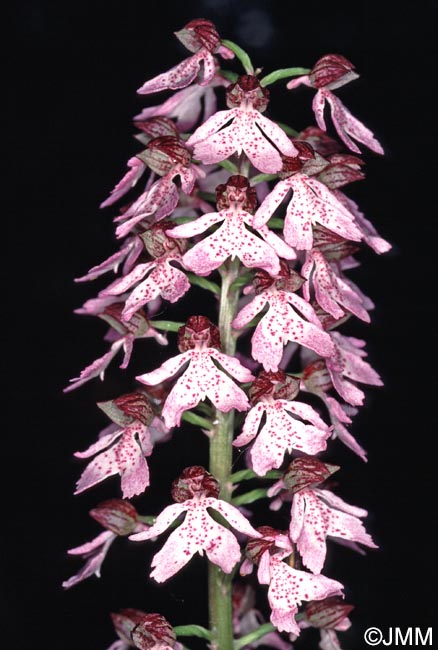 Orchis purpurea