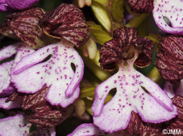 Orchis purpurea