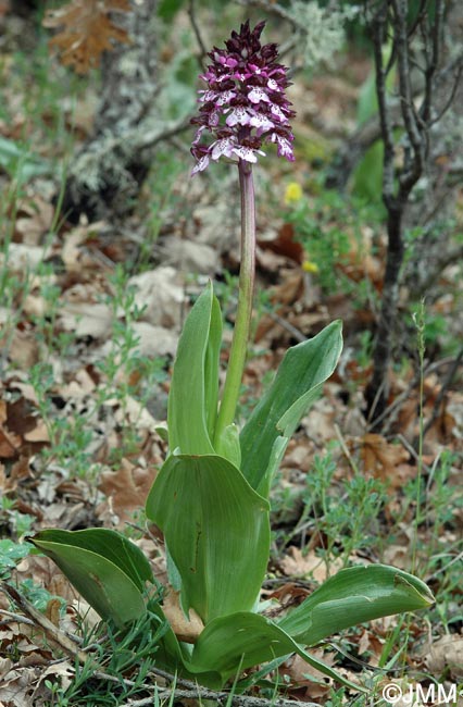 Orchis purpurea