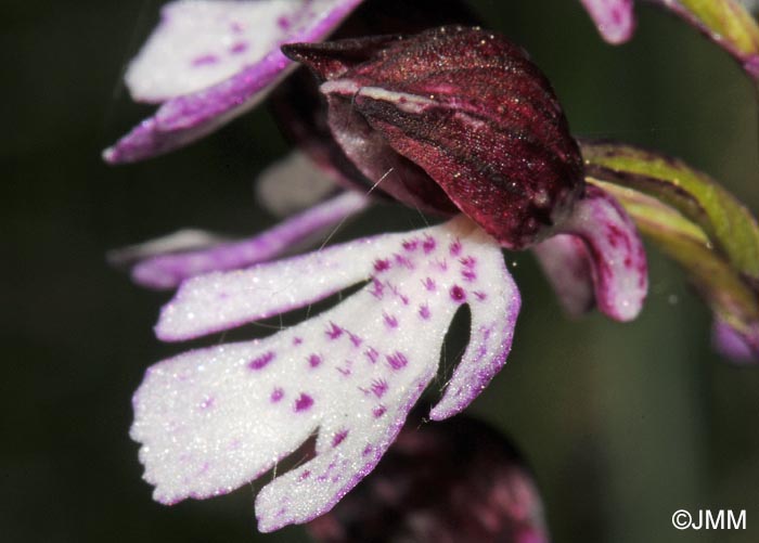 Orchis purpurea