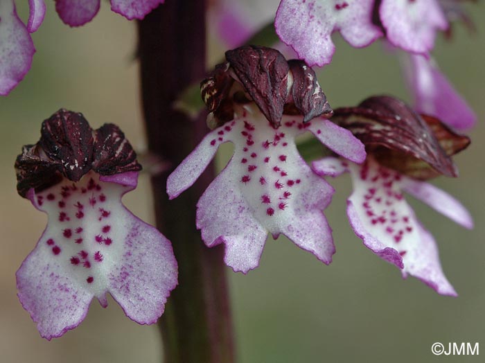 Orchis purpurea