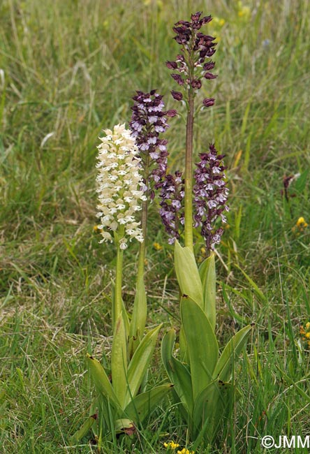 Orchis purpurea