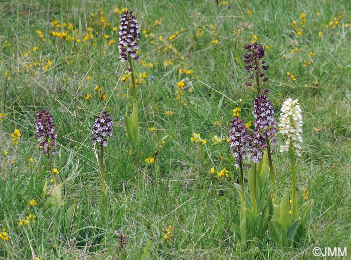 Orchis purpurea