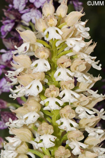 Orchis purpurea