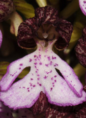 Orchis purpurea