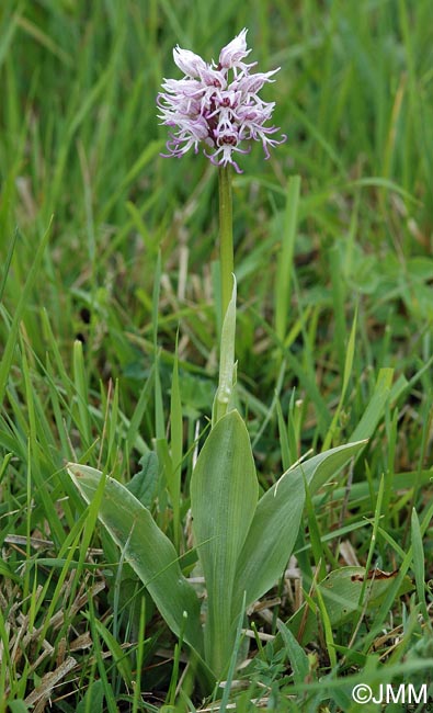 Orchis simia