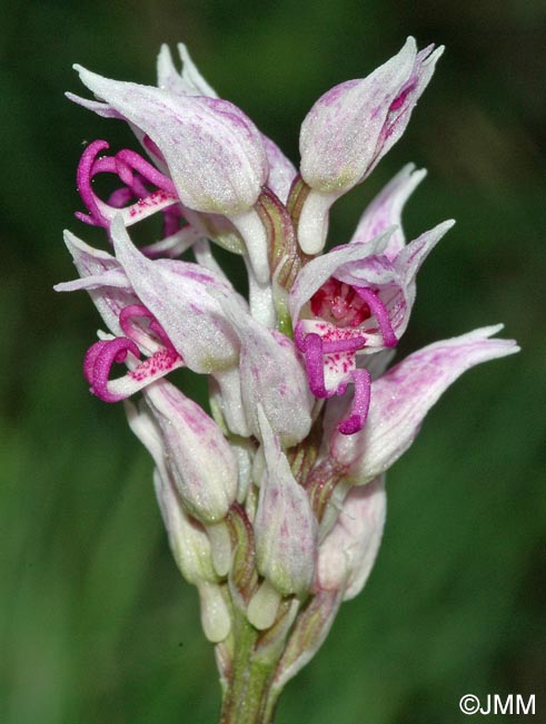 Orchis simia