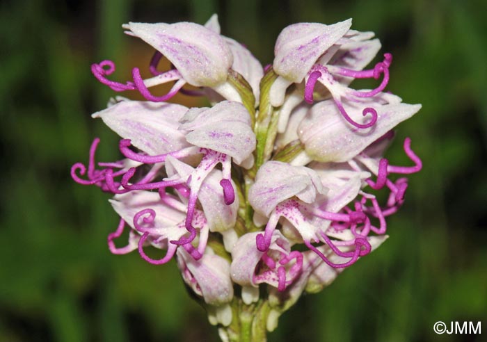 Orchis simia