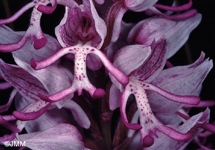 Orchis simia