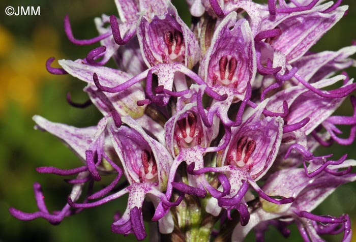 Orchis simia