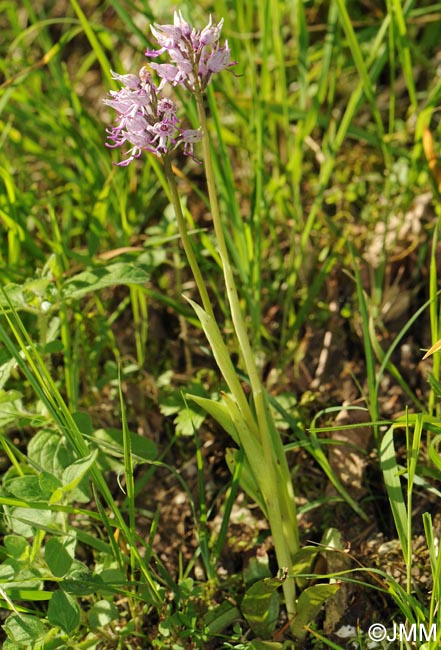 Orchis simia