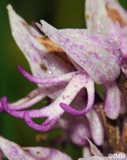 Orchis simia