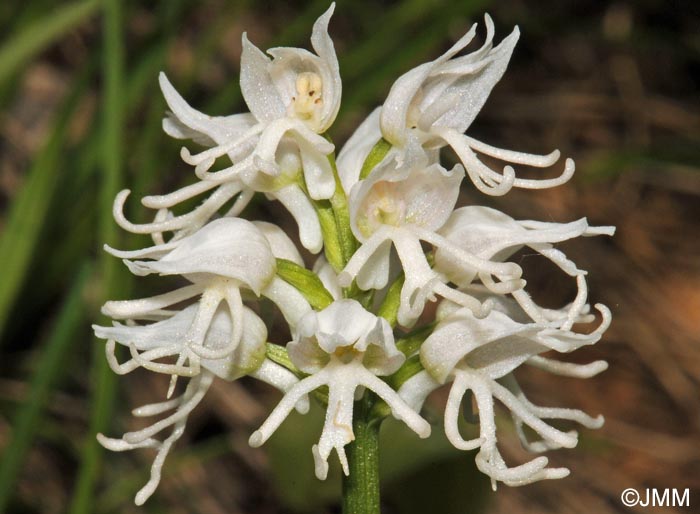 Orchis simia