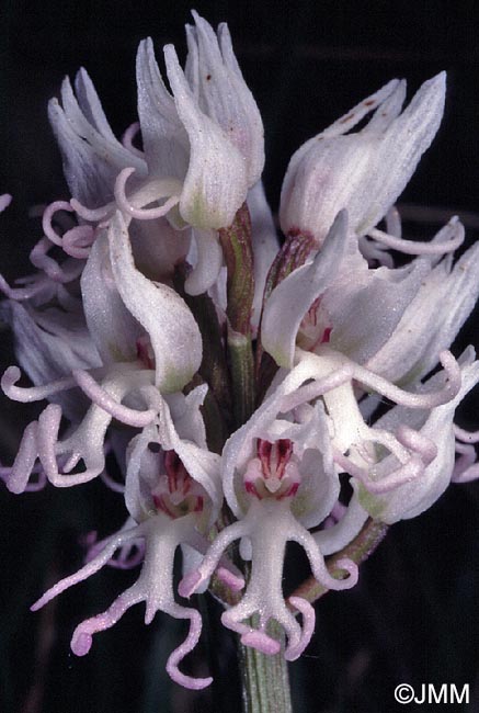 Orchis simia