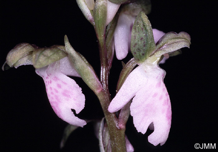 Orchis spitzelii