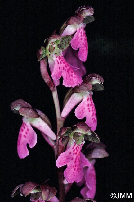 Orchis spitzelii