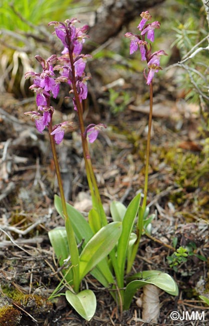 Orchis spitzelii