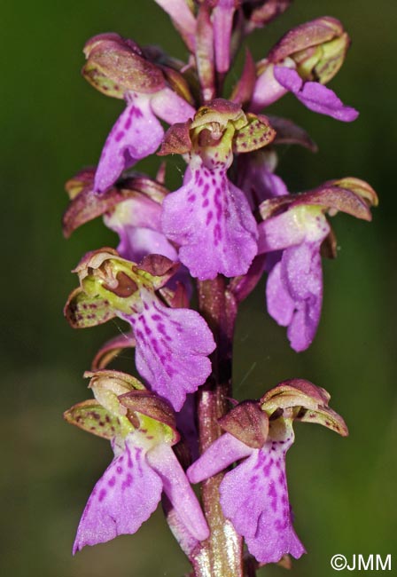 Orchis spitzelii