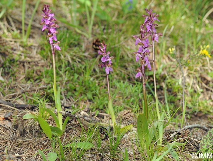 Orchis spitzelii