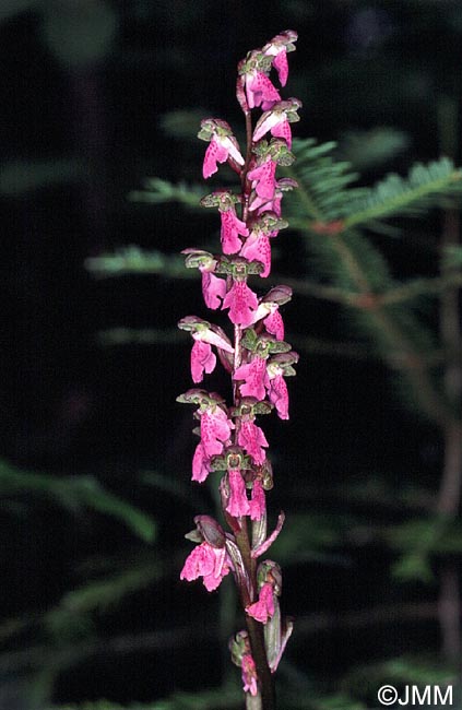 Orchis spitzelii