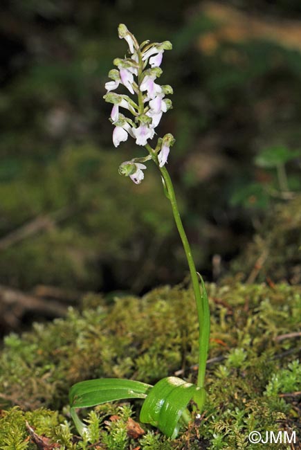 Orchis spitzelii