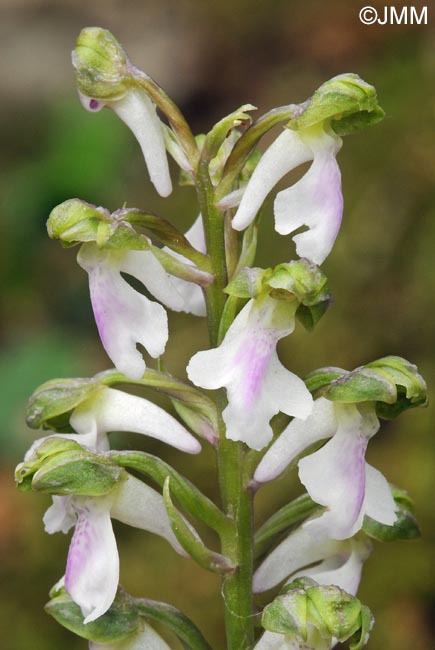 Orchis spitzelii