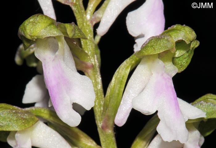 Orchis spitzelii