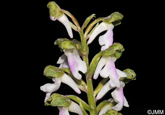 Orchis spitzelii