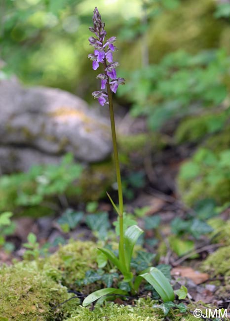 Orchis spitzelii