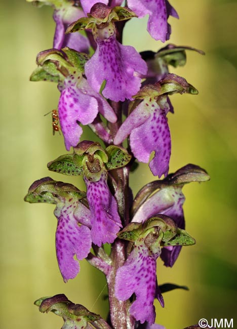 Orchis spitzelii