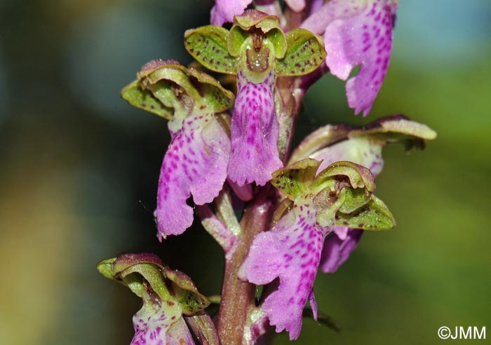 Orchis spitzelii