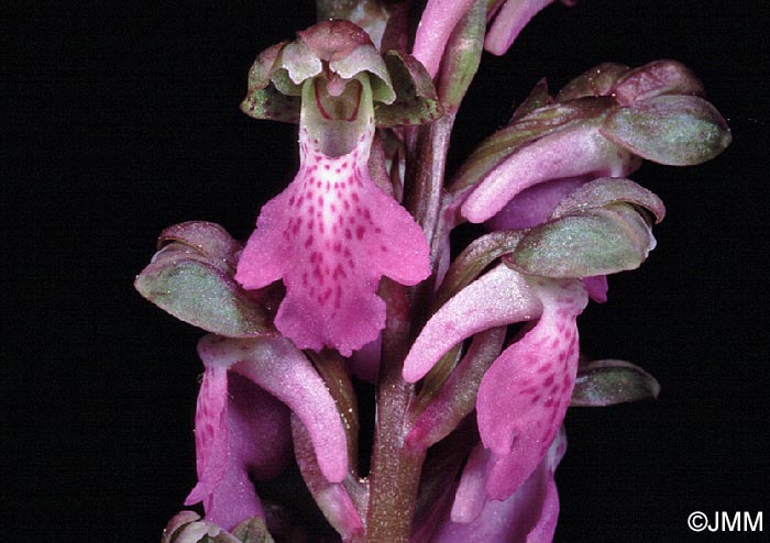 Orchis spitzelii