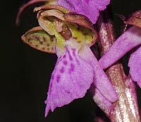 Orchis spitzelii