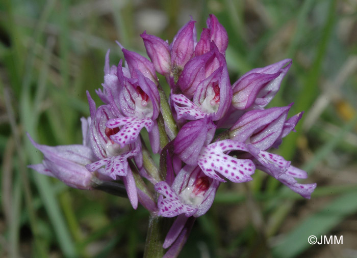 Orchis tridentata