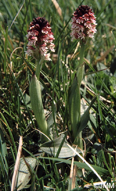 Neotinea ustulata = Orchis ustulata