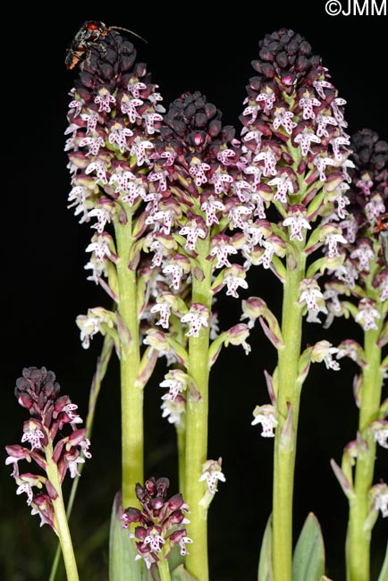 Neotinea ustulata = Orchis ustulata
