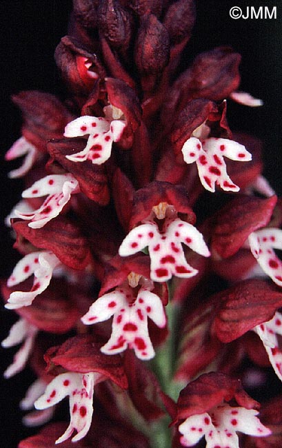 Neotinea ustulata = Orchis ustulata